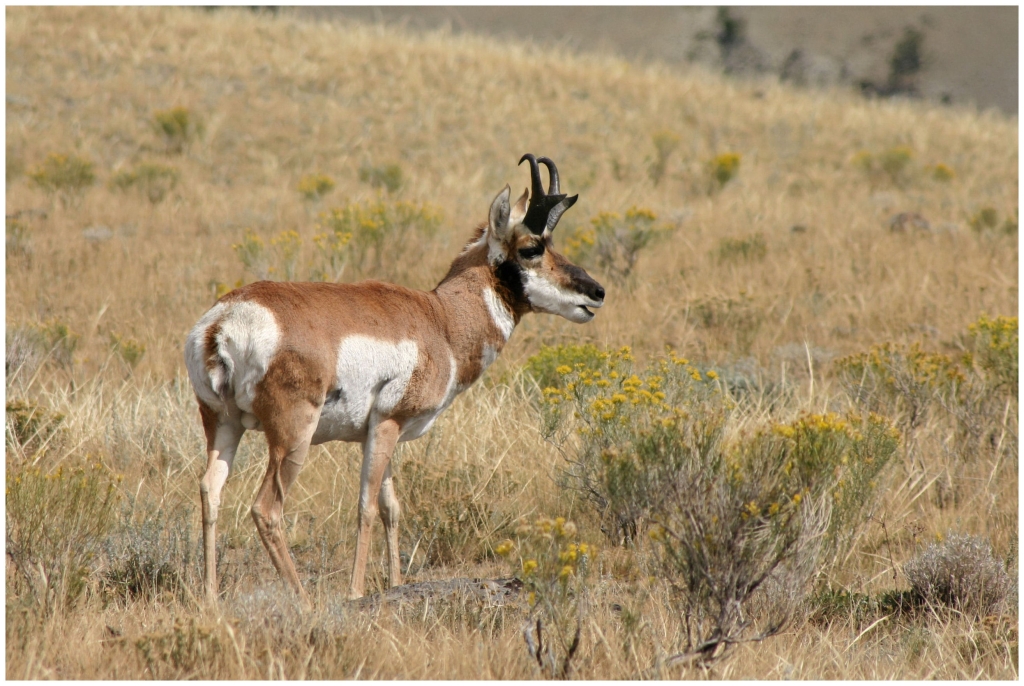 04 - Yellowstone NP (15) Antilope Americaine.jpg